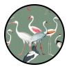 Birds & Feathers