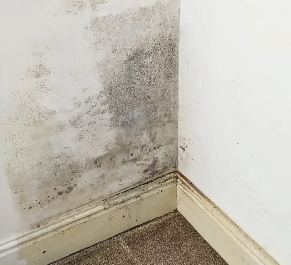 damp on living room wall